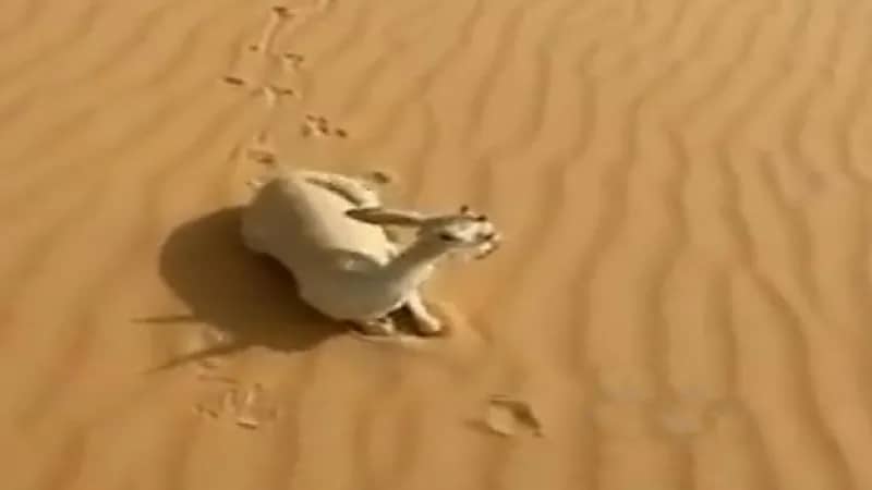 "الحياة الفطرية": لا صحة لنفوق ظباء في صحراء الدهناء