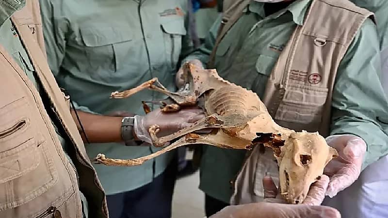 الحياة الفطرية : قريبا سنشاهد "الفهد الصياد" في المملكة بعد انقراضه لأكثر من 60 سنة (فيديو)