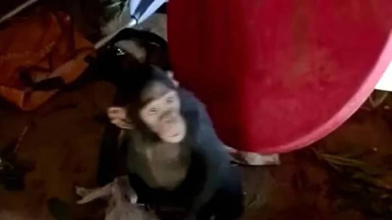 عصابة تخطف 3 قرود من محمية طبيعية وتطالب بفدية كبيرة