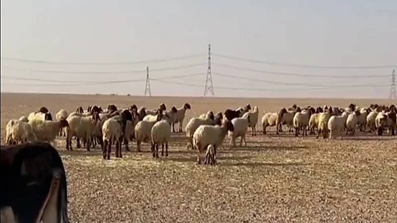 فيديو..  20 ألف ريال دخل عائلة من التربية النموذجية للأغنام