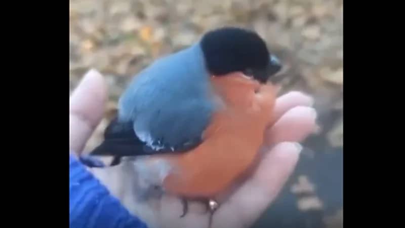 موسكو.. عصافير تبدو في حالة"سُكر"