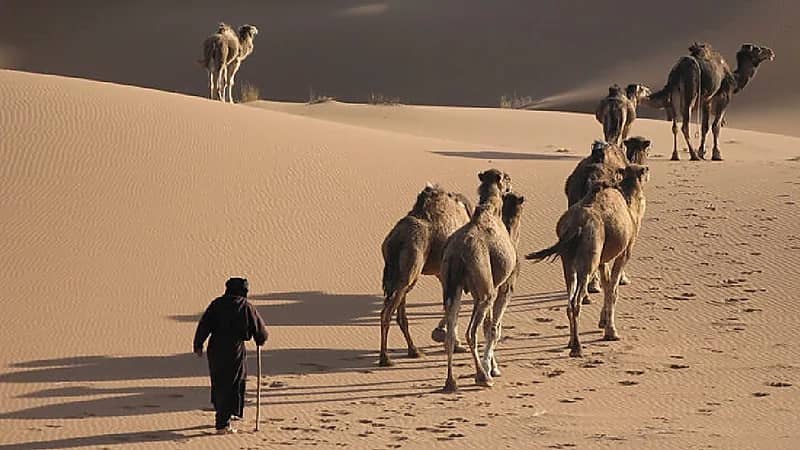 بالفيديو .. قصة وفاة راع للإبل ظل تائها مدة 3 أيام
