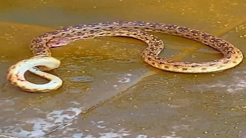 ثعبان ضخم يثير ذعر منسوبي مدرسة للطفولة المبكرة بمحايل 