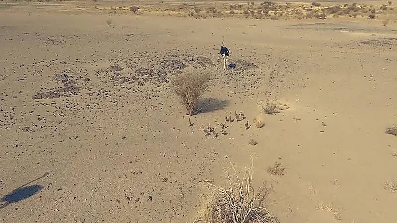 "الحياة الفطرية" تعلن رصد 5 أعشاش للنعام بمحمية الإمام سعود