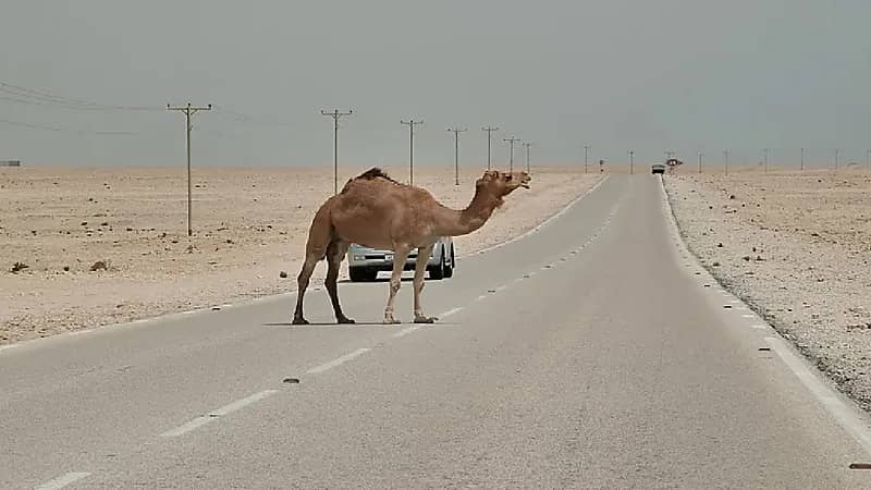 محامي: حوادث الإبل نهارًا مسؤول عنها قائد المركبة