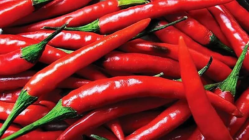 هل الفلفل الحار يسبب بواسير؟ استشاري يوضح