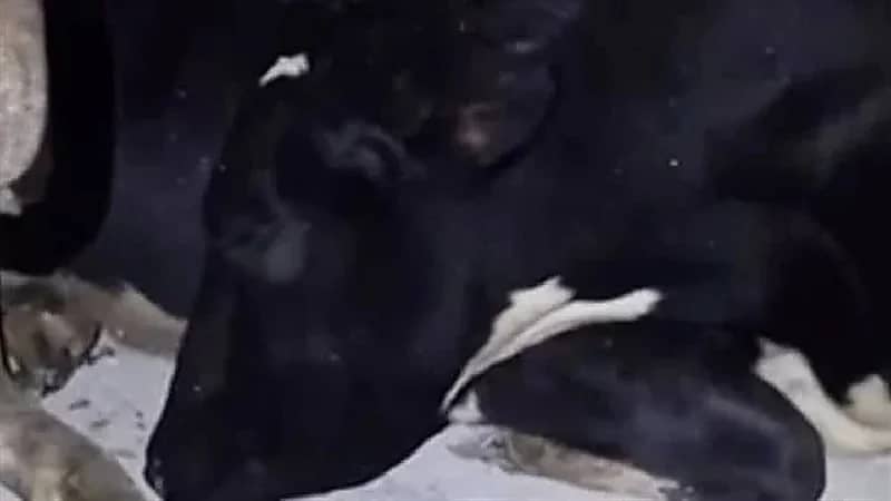 شاهد.. بقرة تتظاهر بالنوم لعدم رغبتها في حلبها