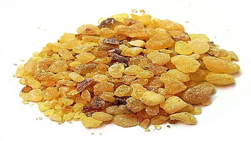 جمعية جراحة الأنف: لا صحة للمقاطع المتداولة عن علاج التهابات الجيوب الأنفية بـ"المرة"