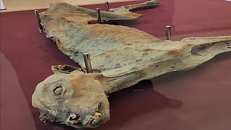 شاهد .. أقدم مومياء مكتملة للفهد الصياد في المملكة عمرها 1871 عاماً