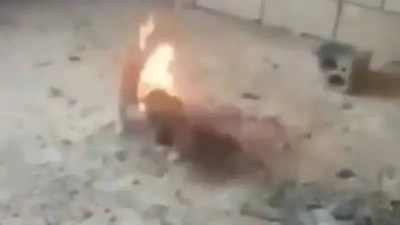 شاهد .. إحراق جرو على يد مراهق يثير الغضب