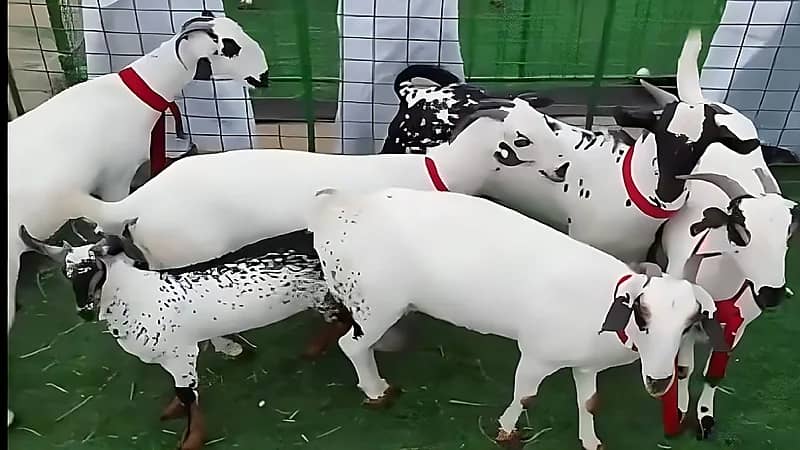 سلالة نادرة من الماعز في جازان يصل سعرها لـ 200 ألف ريال - فيديو