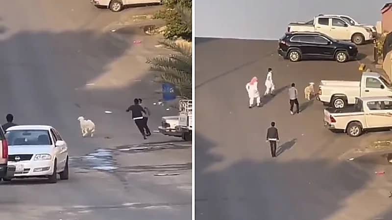 مطاردة مضحكة بين شباب وخروف هارب .. فيديو