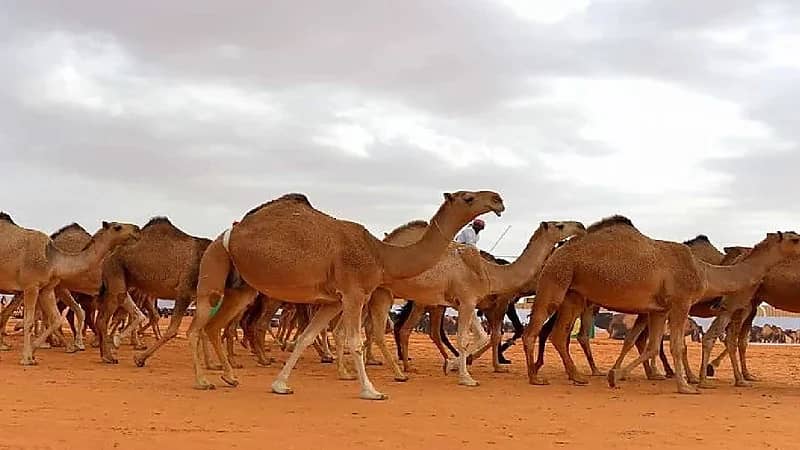 البيئة: شهرين على انتهاء مهلة عودة المواشي لدولهم