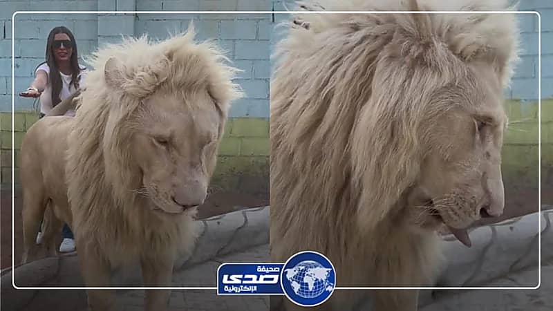 رد فعل عنيفة من أسد ضد فتاة تحرشت به