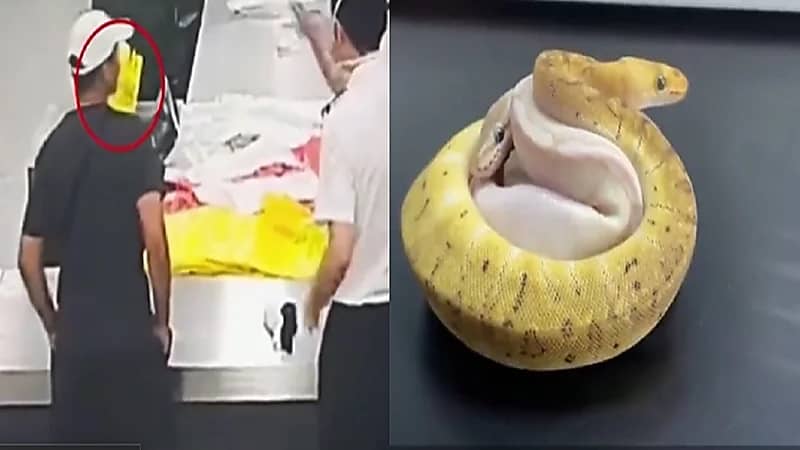 القبض على مسافر خبأ 14 ثعباناً في جيوبه.. فيديو