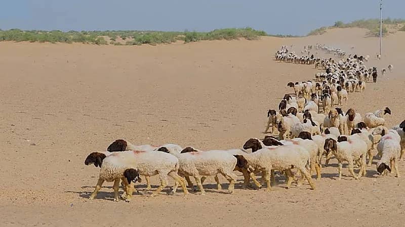 انتهاء مهلة عودة المواشي والإبل المملوكة لغير السعوديين إلى دولهم