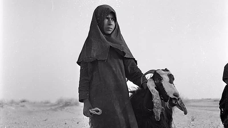 لقطة قديمة لفتاة بدوية ترعى الأغنام في الأحساء قبل 76 عاما.. صورة