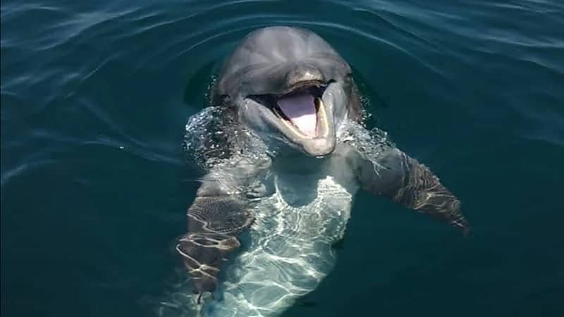 دولفين بإصبع بشري