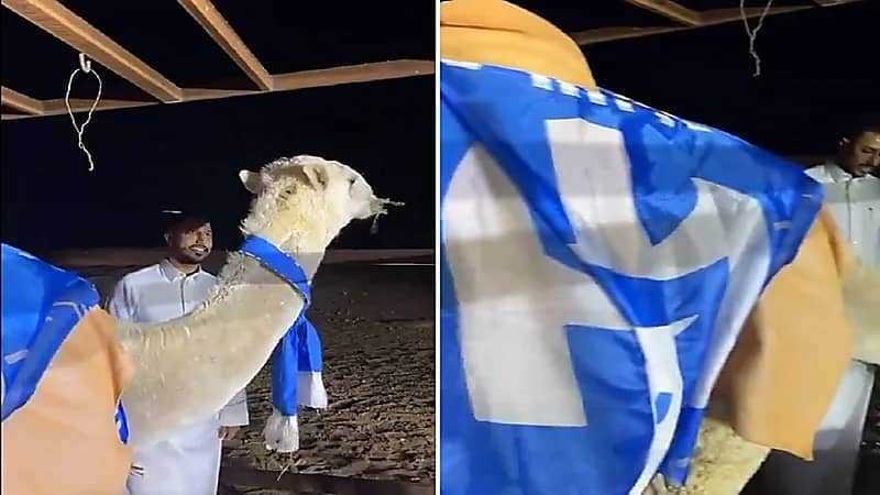 سالم الدوسري يشتري قعود نادر ويُزينه بشعار الهلال .. فيديو