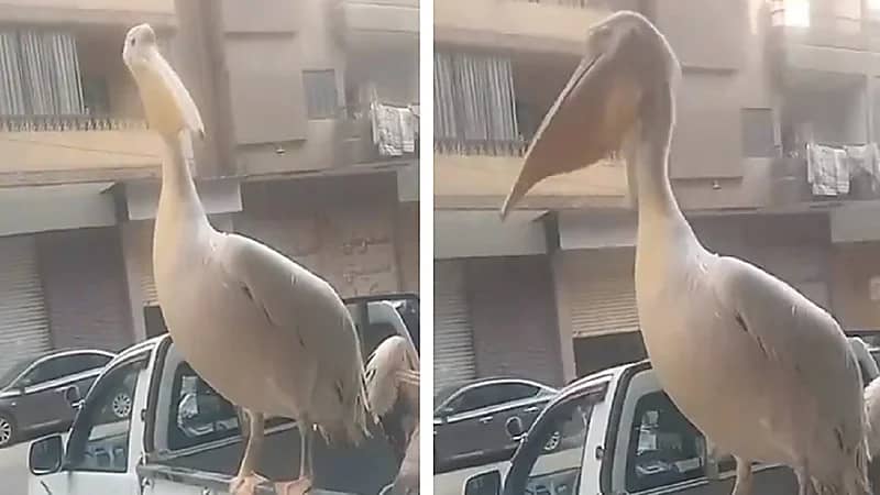 شاب يتفاجأ بوجود طائرا لقلق ضخمين في سيارته .. فيديو