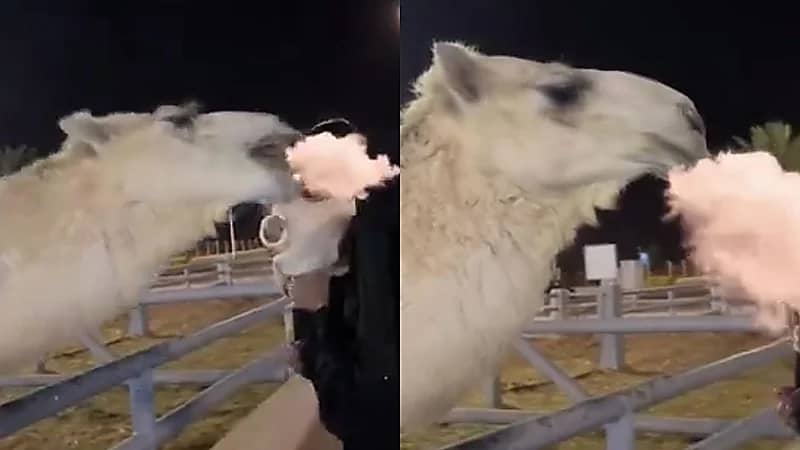 سرعة بديهة فتاة تنقذ شقيقتها الرضيعة من البعير قبل التهامها   .. فيديو