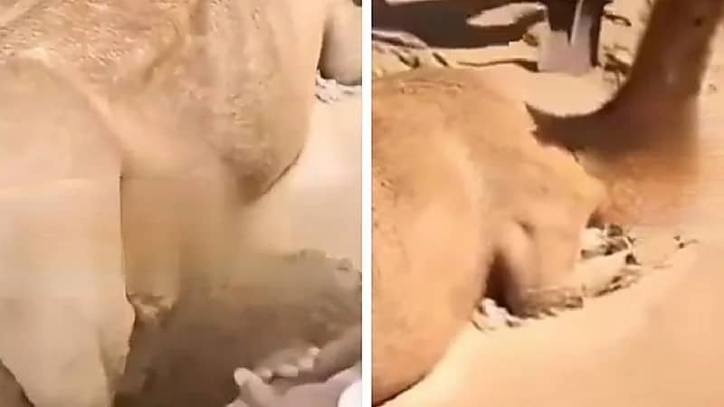 لحظة إنقاذ ناقة دفنتها الرمال عقب السيول الغزيرة في عُمان.. فيديو