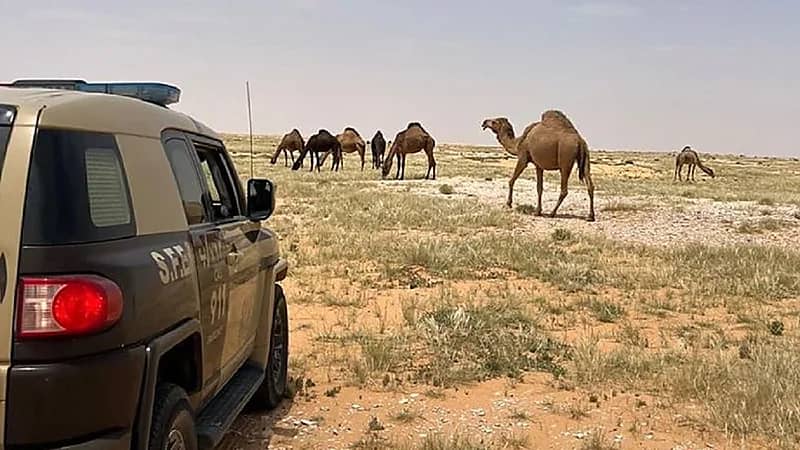 ‎ضبط مخالف لنظام البيئة لارتكابه مخالفة رعي بمحمية الملك سلمان الملكية