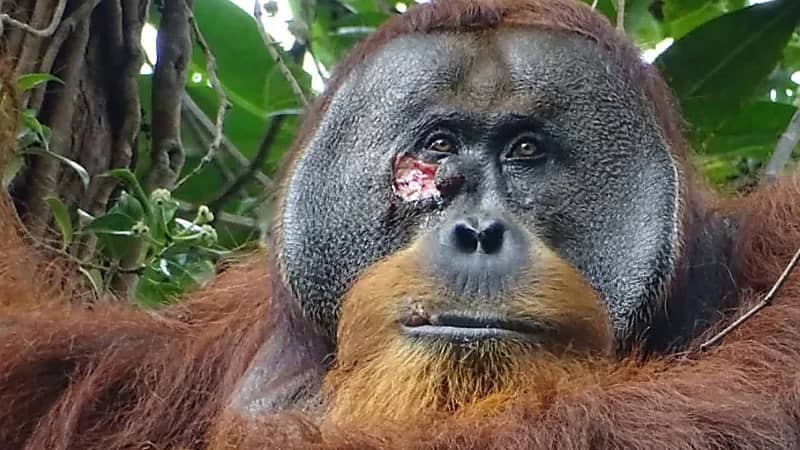 واقعة مثيرة .. قرد يضمد جرحاً في وجهه بـ نبات طبي