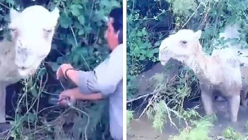رحالة ينقذ بعير من الغرق في إحدى الأودية .. فيديو