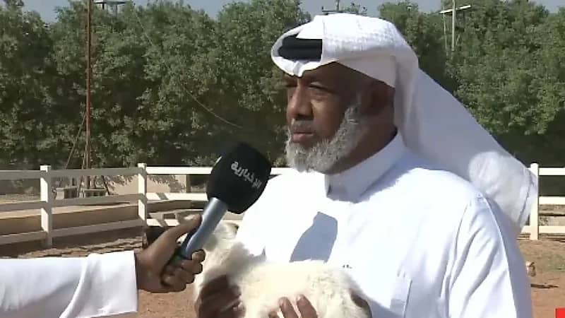 رئيس رابطة هجر يكشف عن قيمة "الماعز القزم" وصفاته الوراثية .. فيديو