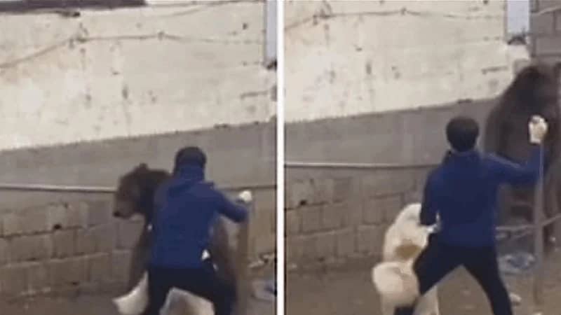 رجل يواجه دبًا ضخمًا لحماية كلبه .. فيديو