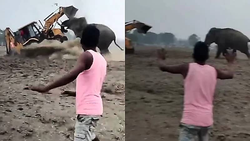فيل غاضب يثير الذعر في الهند ويصطدم بآلية ثقيلة وسط محاولات لإنقاذه .. فيديو