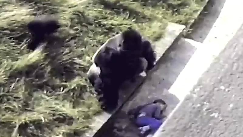 غوريلا تحاول مواساة طفل بعد سقوطه في قفصها .. فيديو