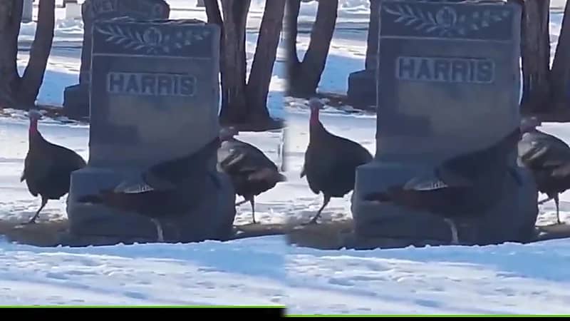 مجموعة من الديوك الرومية تدور بشكل غريب حول قبر.. فيديو