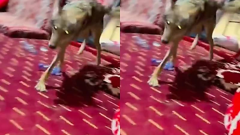 مربي ذئب يوثق استجابة الذئب عند مناداته باسمه .. فيديو