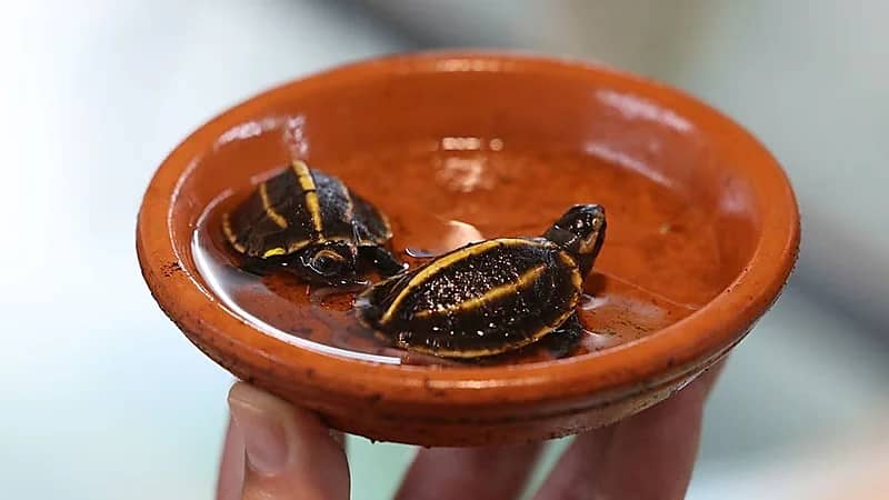 ولادة نادرة لسلحفاتين من نوع مهدد بالانقراض بفرنسا