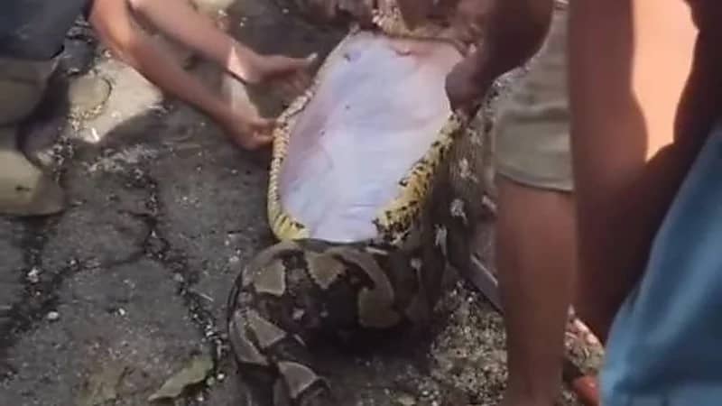 ثعبان عملاق يبتلع مزارعًا ستينيًا في إندونيسيا .. فيديو