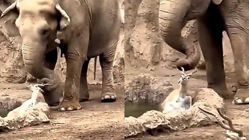 فيل ينقذ غزالة من الغرق في مشهد مؤثر داخل حديقة حيوان بغواتيمالا .. فيديو