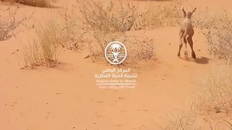 ولادة مها عربي في محمية عروق بني معارض خلال فصل الصيف.. فيديو