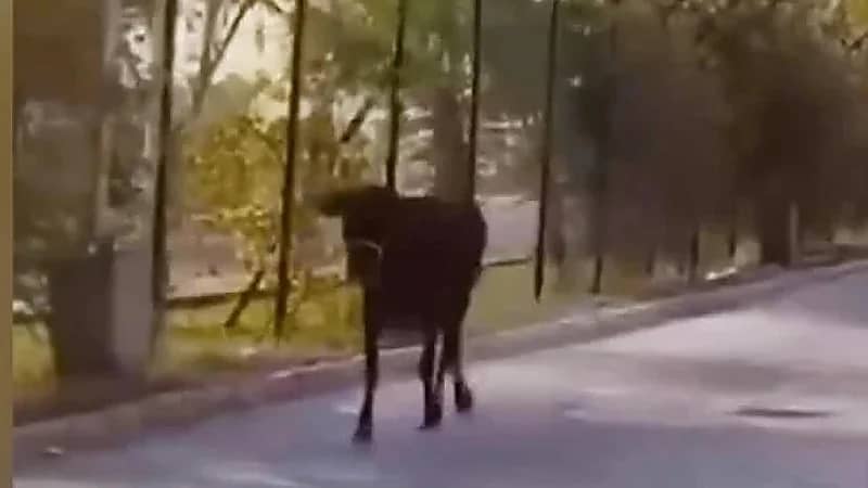 مشهد طريف لبقرة تقتحم مطار النجف الدولي..فيديو