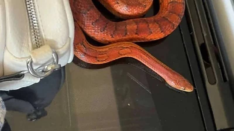 عائلة بريطانية تتفاجأ بثعبان ضخم في عيد ميلاد ابنتهما وتصاب بالذعر