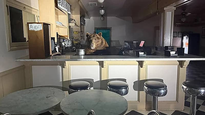 دب يقتحم متجر مثلجات بحثاً عن الفراولة