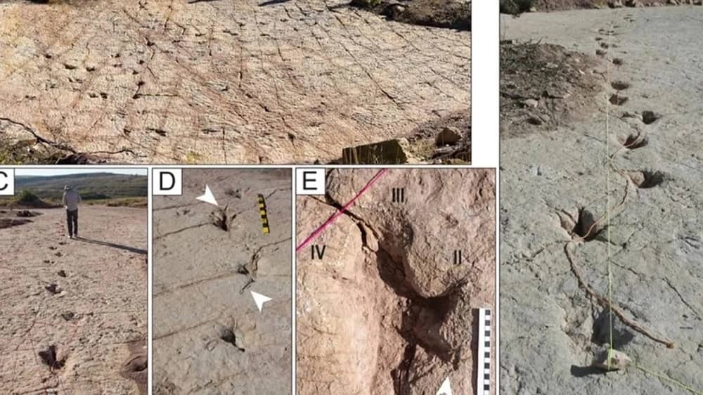اكتشاف أكبر تجمع لآثار أقدام الديناصورات في بوليفيا .. صور