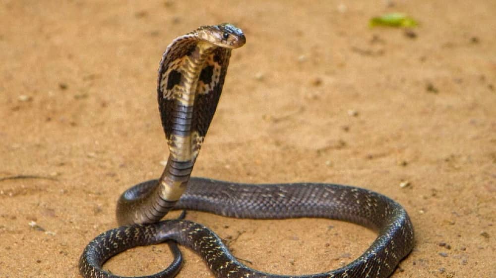 WhatsApp Image 2025-12-24 at 4.56.41 PM.jpeg