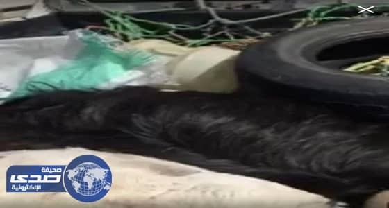 ماشية نافقة أمام مطعم في الطائف