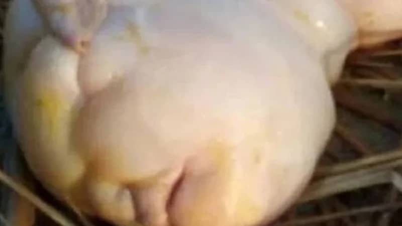 ولادة ماعز بوجه طفل