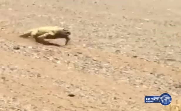 فيديو طريف لـ "ضب" يدفعه لهيب الشمس إلى الهرب نحو الظل