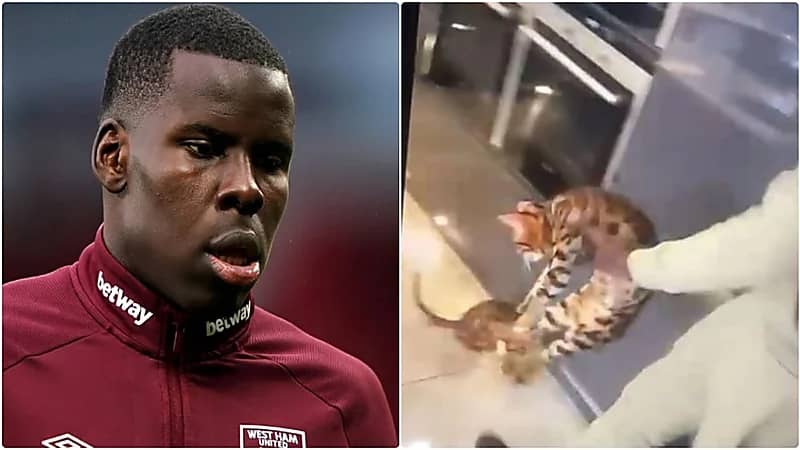 "زوما" يخضع للمحاكمة بعد فيديو تعنيف قطة