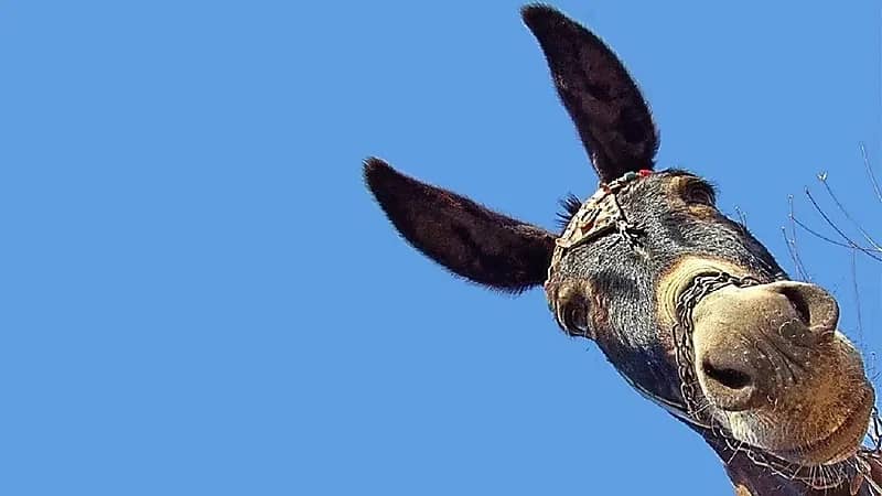 العثور على حمير مذبوحة لاستخدامها في المنشطات الجنسية!