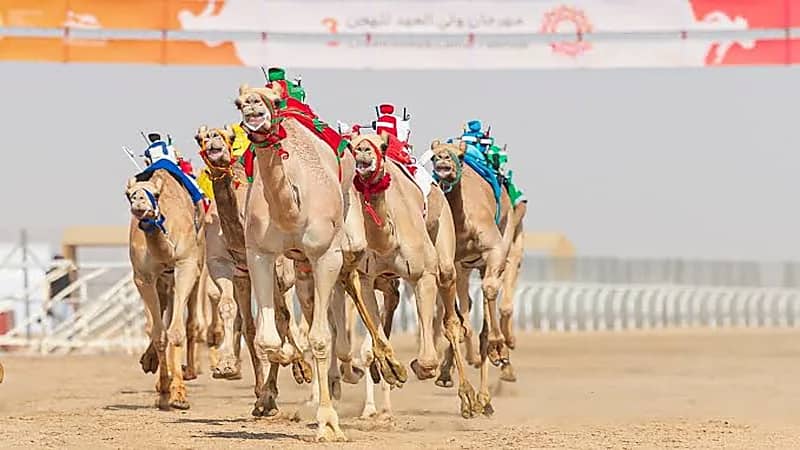جوائز مهرجان ولي العهد للهجن تتخطى 14 مليون دولار